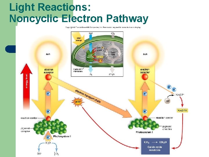 Light Reactions: Noncyclic Electron Pathway 