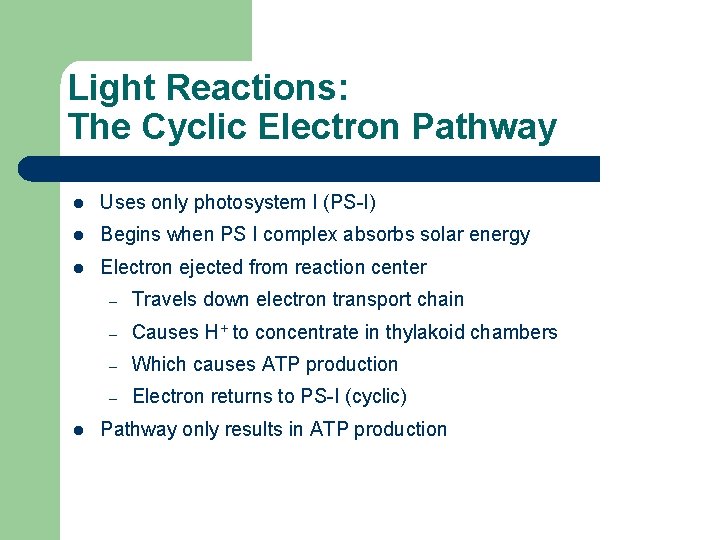 Light Reactions: The Cyclic Electron Pathway l Uses only photosystem I (PS-I) l Begins