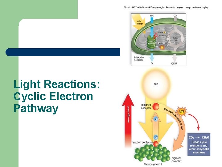 Light Reactions: Cyclic Electron Pathway 