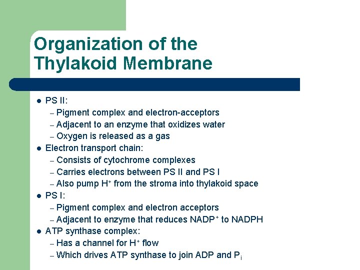 Organization of the Thylakoid Membrane l l PS II: – Pigment complex and electron-acceptors