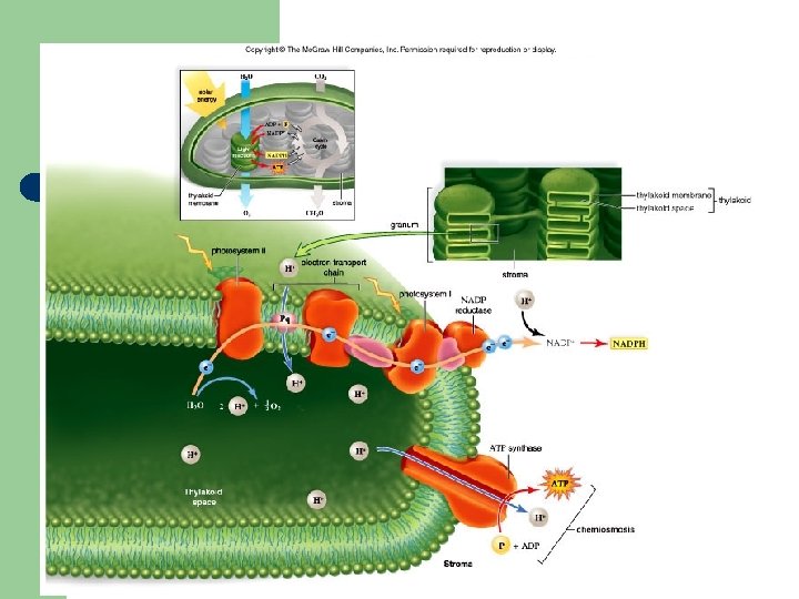 Organization of a Thylakoid 