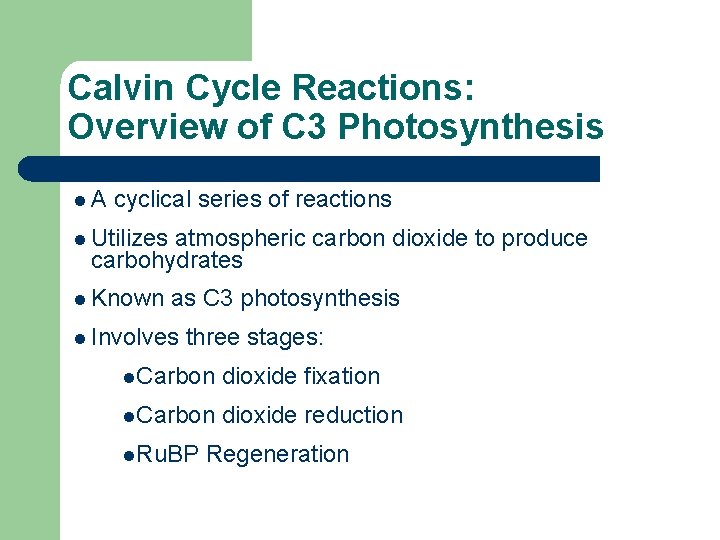 Calvin Cycle Reactions: Overview of C 3 Photosynthesis l. A cyclical series of reactions