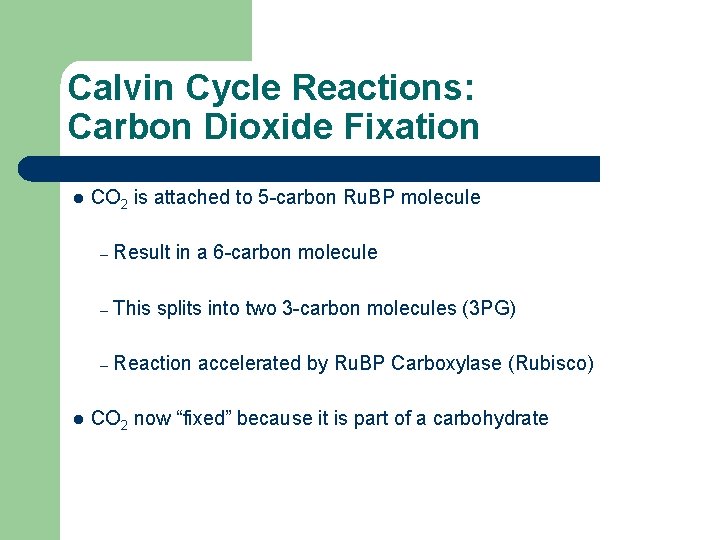 Calvin Cycle Reactions: Carbon Dioxide Fixation l l CO 2 is attached to 5