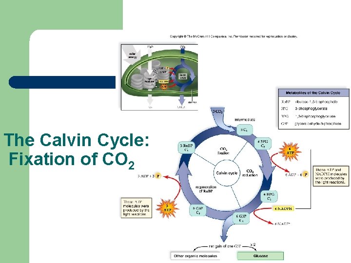 The Calvin Cycle: Fixation of CO 2 