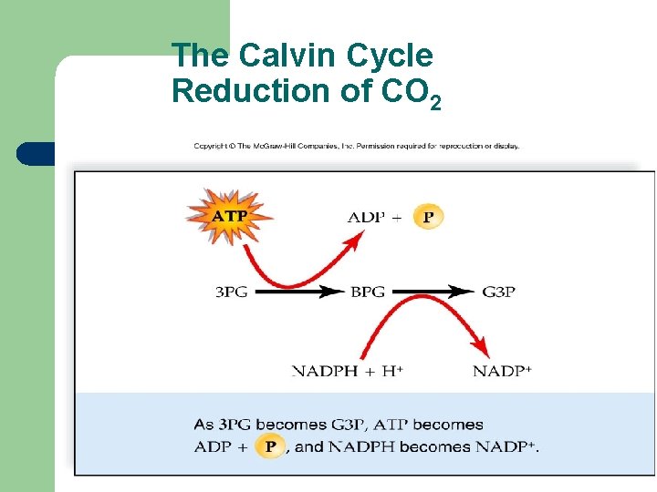 The Calvin Cycle Reduction of CO 2 In. Line Figure p 125 