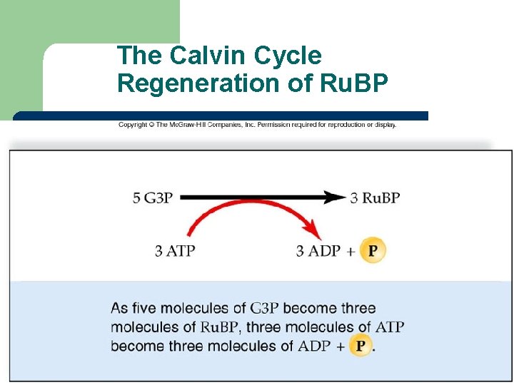 The Calvin Cycle Regeneration of Ru. BP 