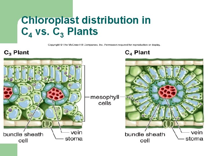 Chloroplast distribution in C 4 vs. C 3 Plants 