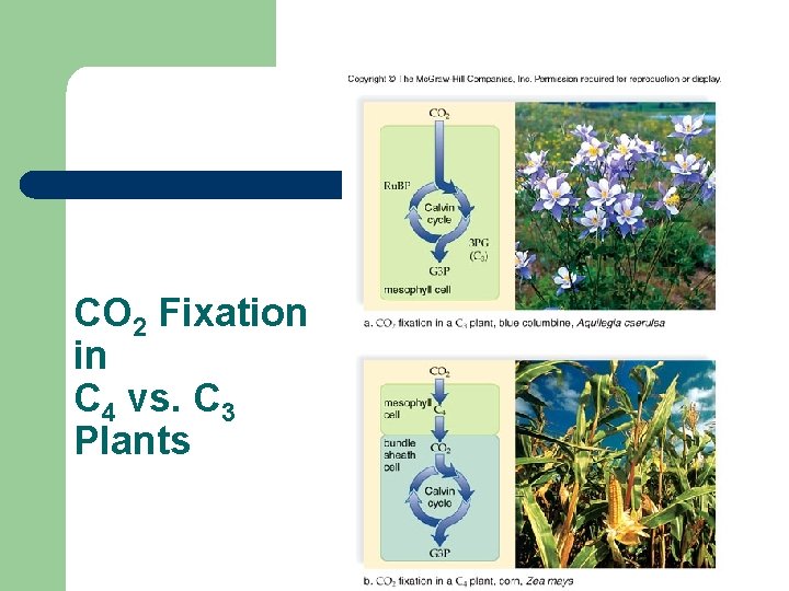 CO 2 Fixation in C 4 vs. C 3 Plants 