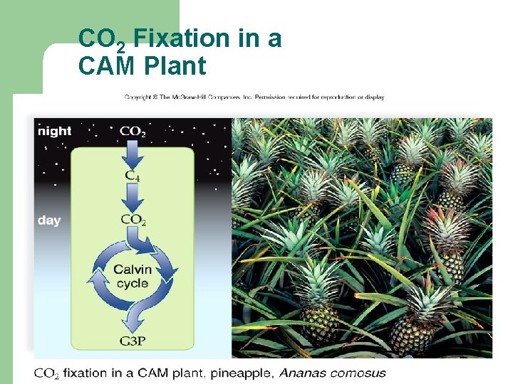 CO 2 Fixation in a CAM Plant 