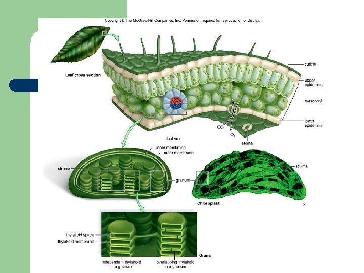 Leaves and Photosynthesis 