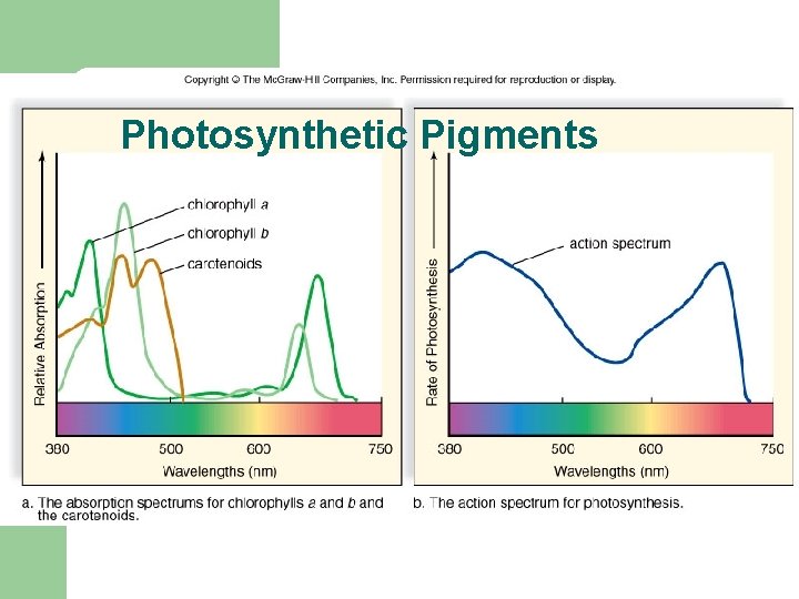 Photosynthetic Pigments 