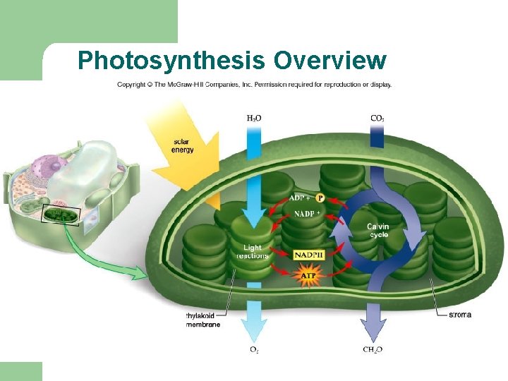 Photosynthesis Overview 