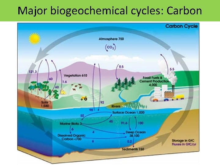 Major biogeochemical cycles: Carbon 