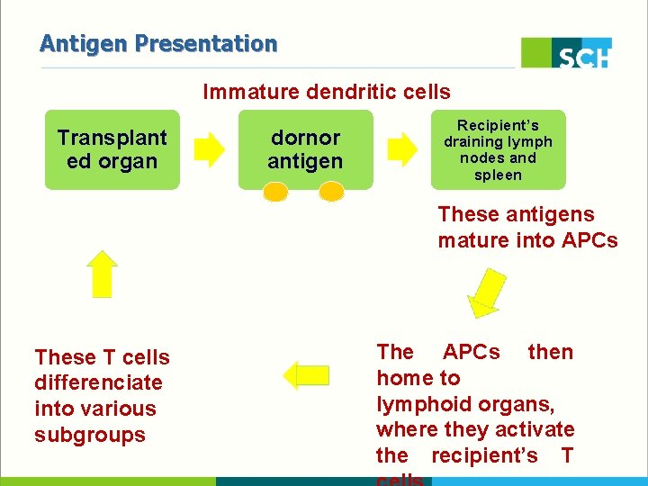 Antigen Presentation Immature dendritic cells Transplant ed organ dornor antigen Recipient’s draining lymph nodes