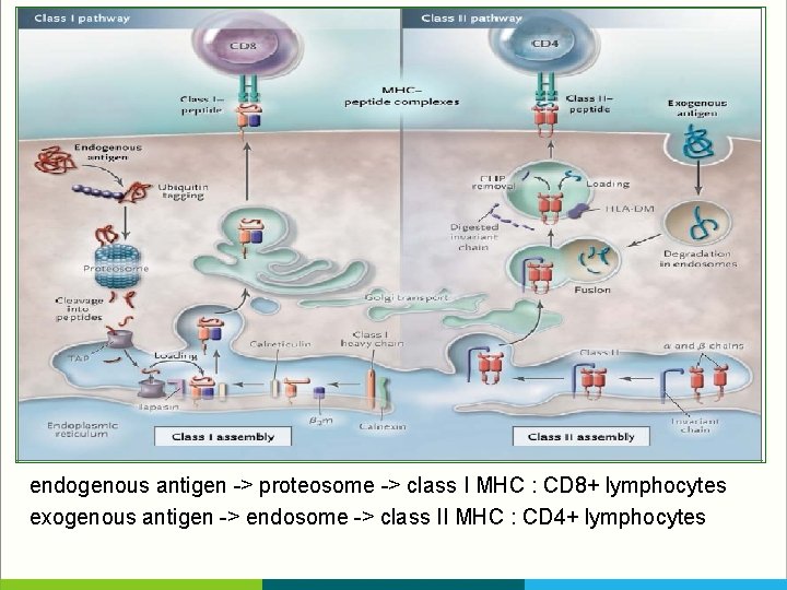 endogenous antigen -> proteosome -> class I MHC : CD 8+ lymphocytes exogenous antigen