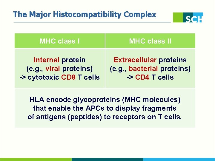 The Major Histocompatibility Complex MHC class II Internal protein (e. g. , viral proteins)