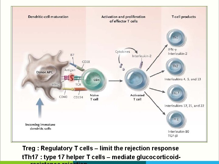 Treg : Regulatory T cells – limit the rejection response t. Th 17 :