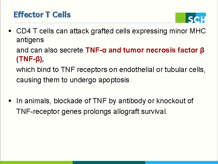 Effector T Cells § CD 4 T cells can attack grafted cells expressing minor