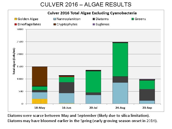 CULVER 2016 – ALGAE RESULTS Diatoms were scarce between May and September (likely due