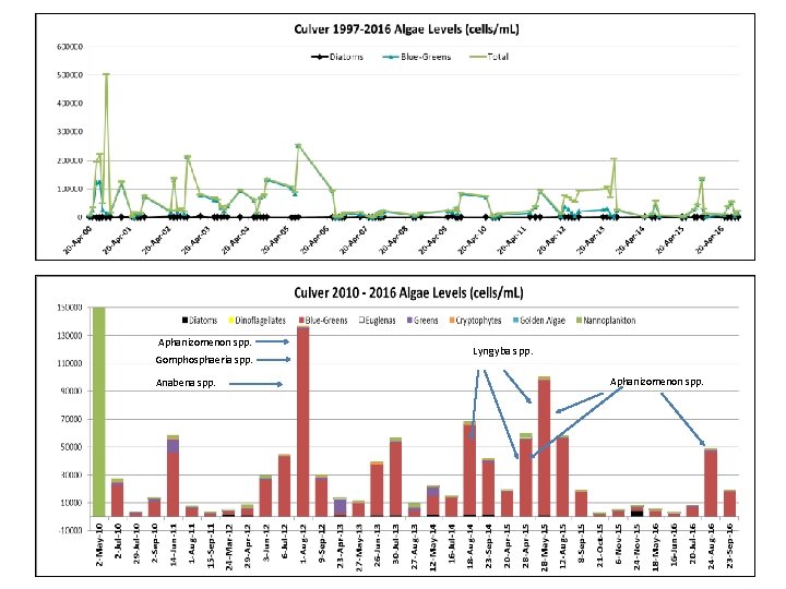 Aphanizomenon spp. Gomphosphaeria spp. Anabena spp. Lyngyba spp. Aphanizomenon spp. 