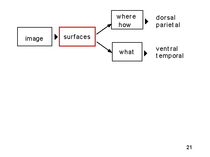 image where how dorsal pariet al what vent ral t emporal surf aces 21