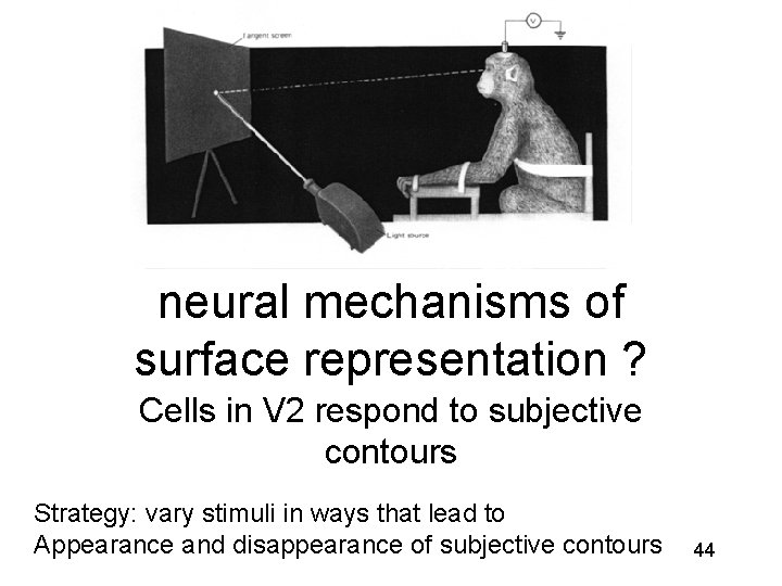 neural mechanisms of surface representation ? Cells in V 2 respond to subjective contours