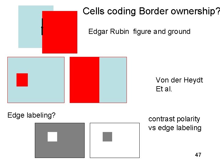 Cells coding Border ownership? Edgar Rubin figure and ground Von der Heydt Et al.