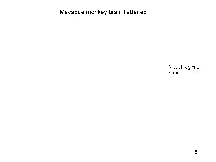 Macaque monkey brain flattened Visual regions shown in color 5 