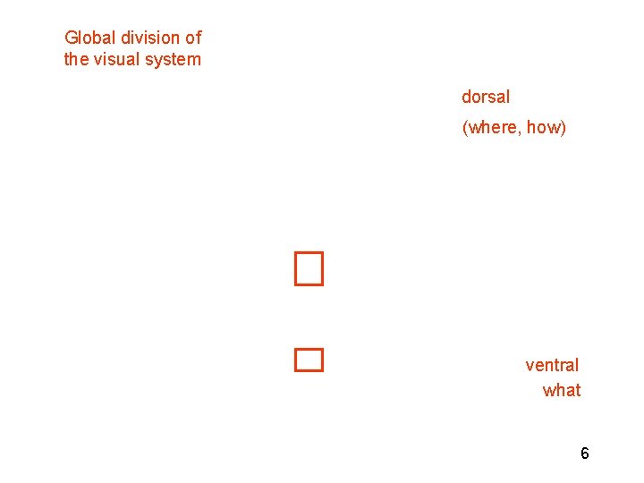 Global division of the visual system dorsal (where, how) ventral what 6 