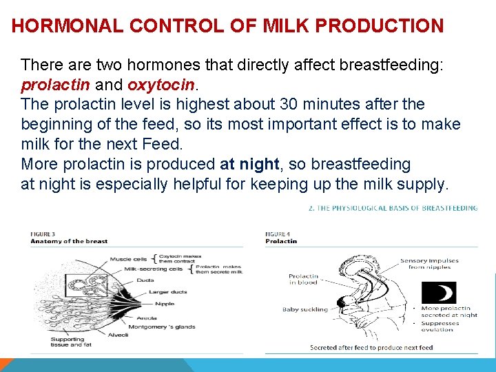 HORMONAL CONTROL OF MILK PRODUCTION There are two hormones that directly affect breastfeeding: prolactin HORMONAL CONTROL OF MILK PRODUCTION There are two hormones that directly affect breastfeeding: prolactin
