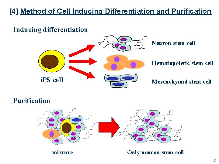 [4] Method of Cell Inducing Differentiation and Purification Inducing differentiation Neuron stem cell Hematopoietic