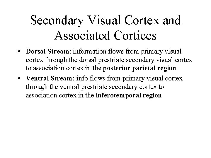Secondary Visual Cortex and Associated Cortices • Dorsal Stream: information flows from primary visual