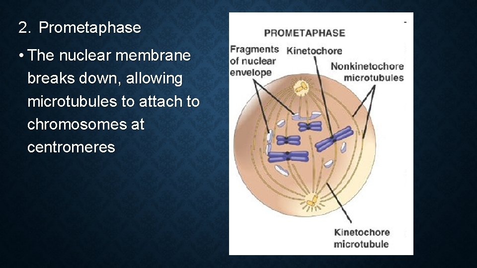 2. Prometaphase • The nuclear membrane breaks down, allowing microtubules to attach to chromosomes 2. Prometaphase • The nuclear membrane breaks down, allowing microtubules to attach to chromosomes