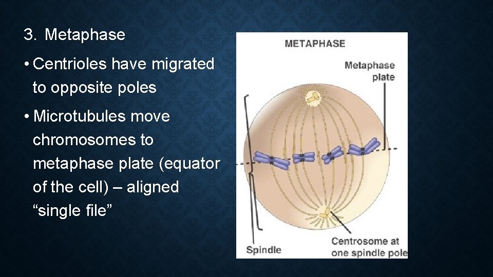3. Metaphase • Centrioles have migrated to opposite poles • Microtubules move chromosomes to 3. Metaphase • Centrioles have migrated to opposite poles • Microtubules move chromosomes to