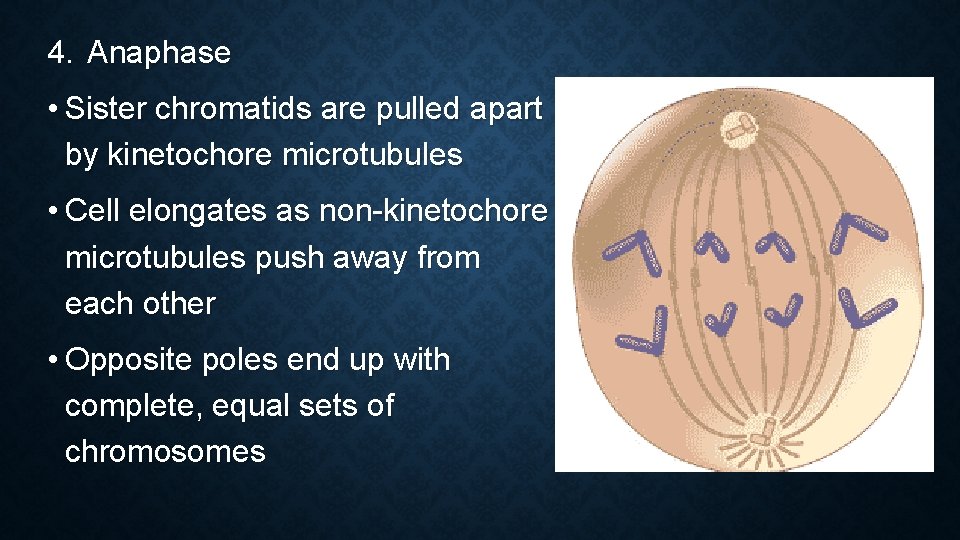 4. Anaphase • Sister chromatids are pulled apart by kinetochore microtubules • Cell elongates 4. Anaphase • Sister chromatids are pulled apart by kinetochore microtubules • Cell elongates
