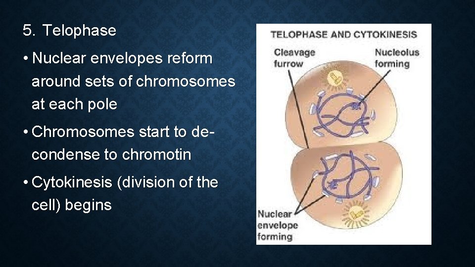 5. Telophase • Nuclear envelopes reform around sets of chromosomes at each pole • 5. Telophase • Nuclear envelopes reform around sets of chromosomes at each pole •