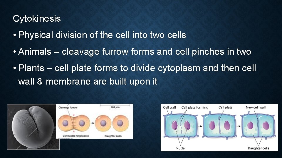 Cytokinesis • Physical division of the cell into two cells • Animals – cleavage Cytokinesis • Physical division of the cell into two cells • Animals – cleavage