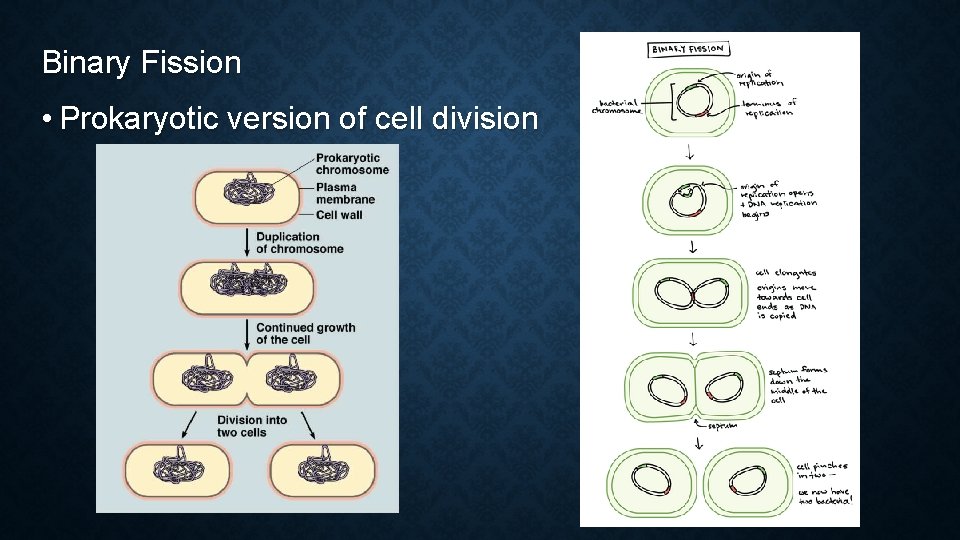 Binary Fission • Prokaryotic version of cell division Binary Fission • Prokaryotic version of cell division