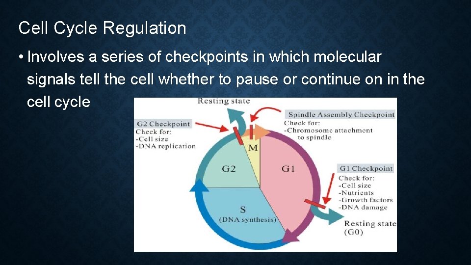 Cell Cycle Regulation • Involves a series of checkpoints in which molecular signals tell