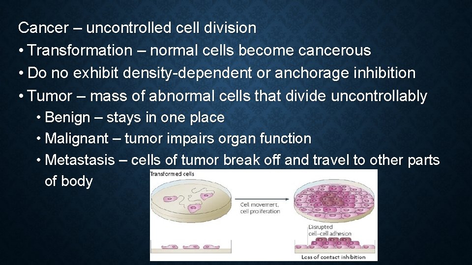 Cancer – uncontrolled cell division • Transformation – normal cells become cancerous • Do