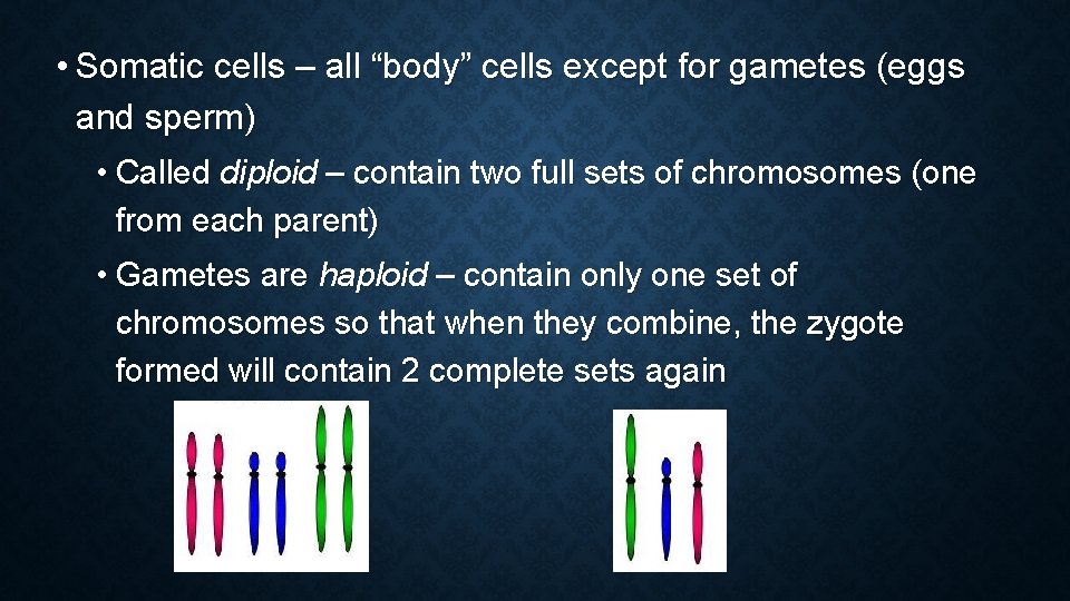  • Somatic cells – all “body” cells except for gametes (eggs and sperm)