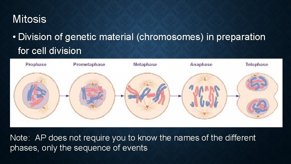 Mitosis • Division of genetic material (chromosomes) in preparation for cell division Note: AP