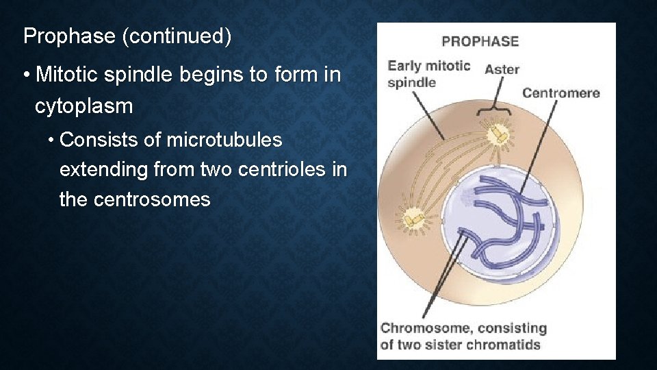 Prophase (continued) • Mitotic spindle begins to form in cytoplasm • Consists of microtubules