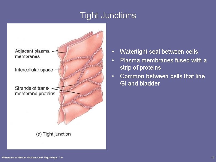 Tight Junctions • Watertight seal between cells • Plasma membranes fused with a strip