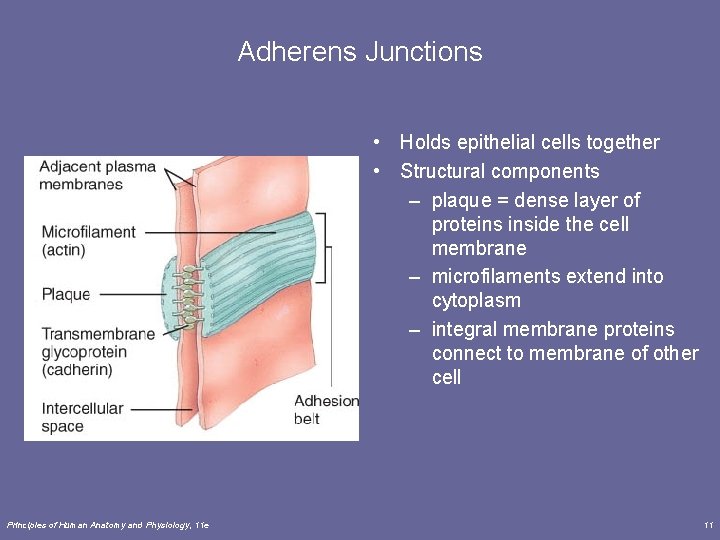 Adherens Junctions • Holds epithelial cells together • Structural components – plaque = dense