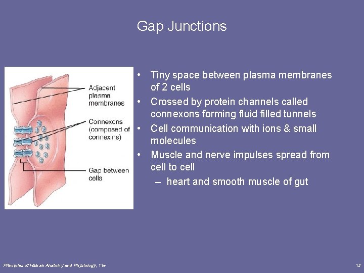 Gap Junctions • Tiny space between plasma membranes of 2 cells • Crossed by