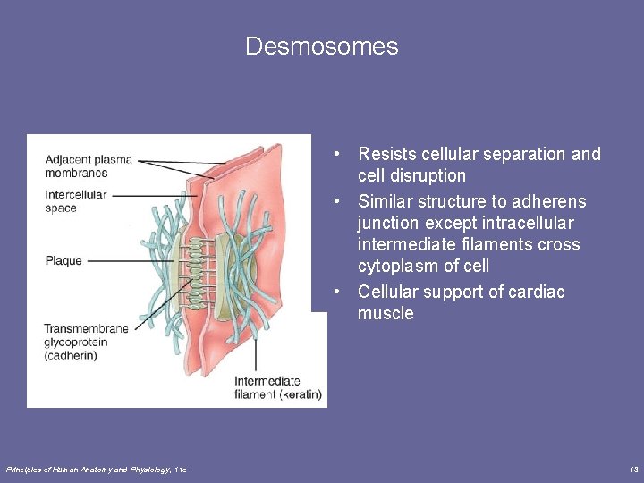 Desmosomes • Resists cellular separation and cell disruption • Similar structure to adherens junction