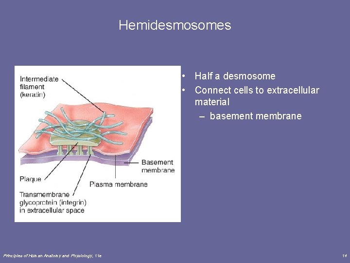 Hemidesmosomes • Half a desmosome • Connect cells to extracellular material – basement membrane