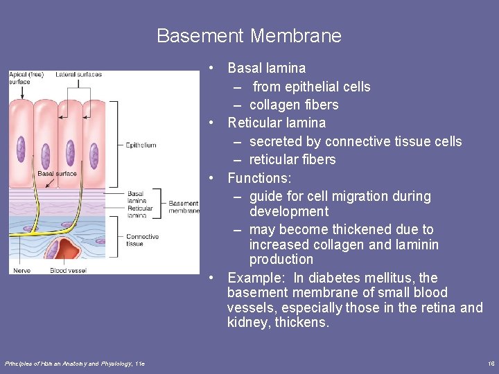 Basement Membrane • Basal lamina – from epithelial cells – collagen fibers • Reticular