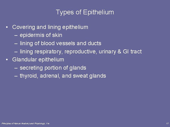 Types of Epithelium • Covering and lining epithelium – epidermis of skin – lining